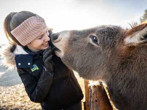 Besonderes Erlebnis bei der Firmenweihnachtsfeier im Christbaumdorf Frau streichelt einen Esel im Streichelzoo des Christbaumdorfs